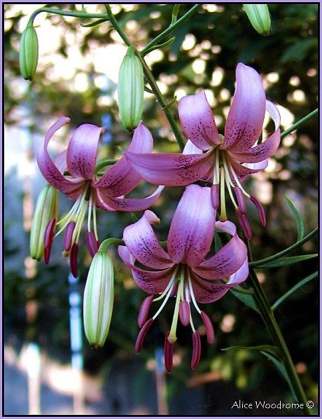 Tinkerbell Asiatic Lily