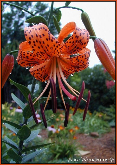 Tiger Lily