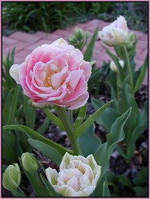 pink double tulips