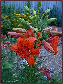 Turks Cap Lily