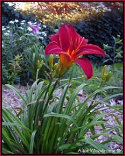 Red Velvet Daylily