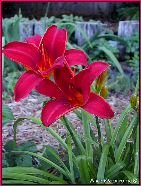 Red Velvet daylily