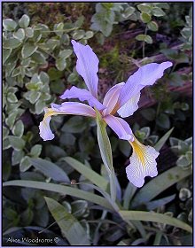 Water Iris