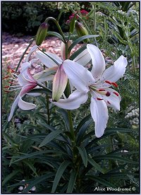 White butterflies Asiatic Lily