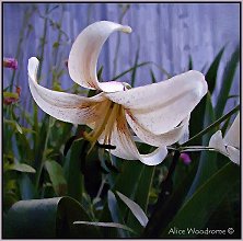 White Lace Asiatic Lily