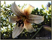 White Lace Asiatic Lily