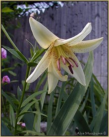 White Lace Asiatic Lily