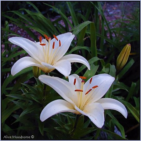 White Asiatic Lilies