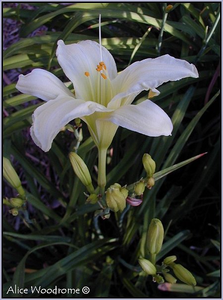 White Daylily