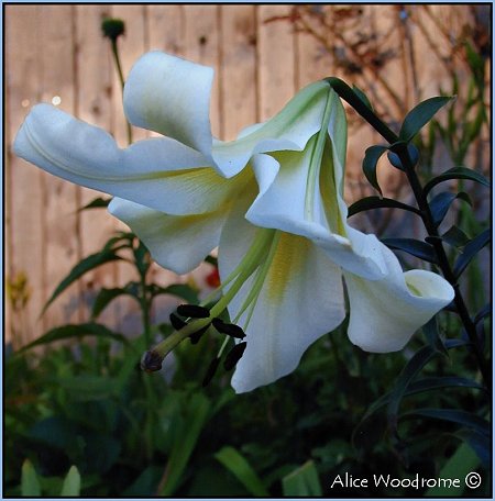 Large White Trumpet Cross