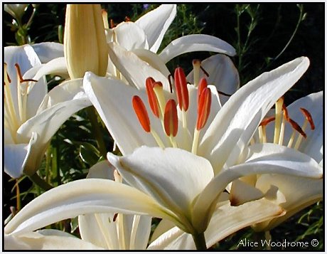 White Asiatic Lily