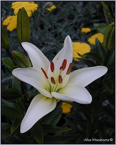 White Asiatic Lily