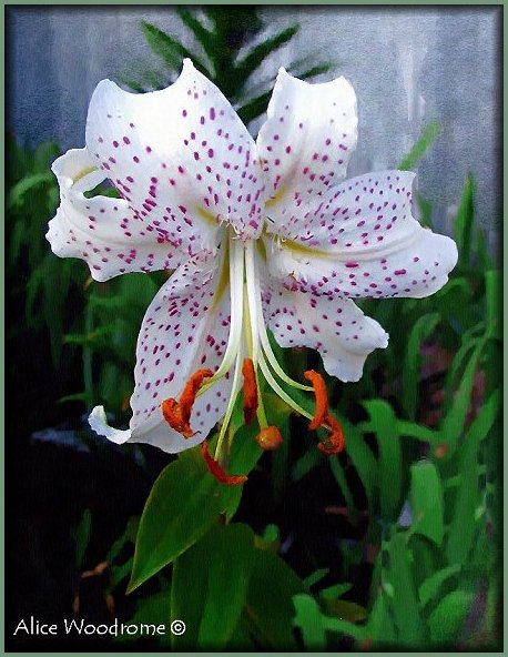 White Speckled Oriental Lily