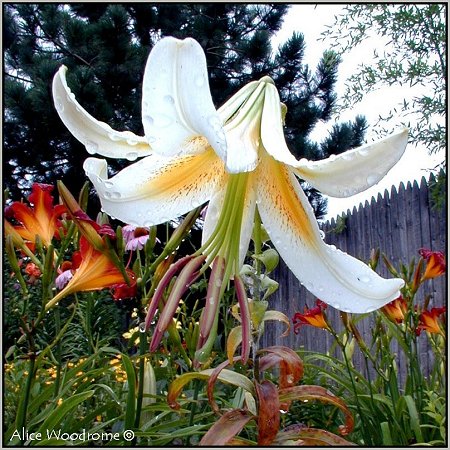 White Trumpet Lily