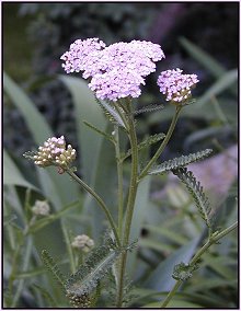 Yarrow