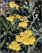 yellow yarrow