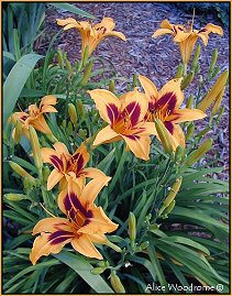 Daylilies