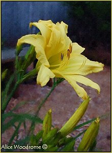 Yellow Twin Daylily