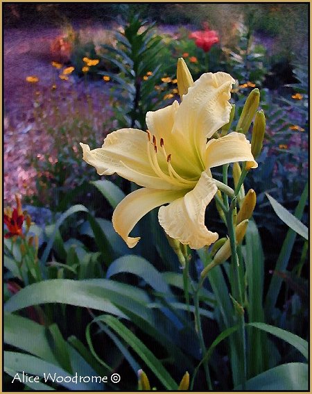 Yellow Daylily