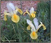 Dutch Iris