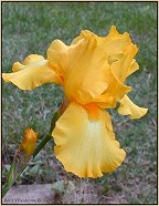 yellow iris