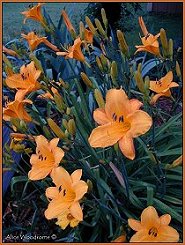 Yellow Orange Daylily