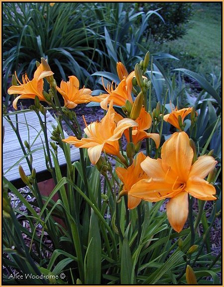 Yellow Orange Daylilies