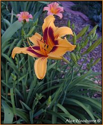 Yellow Orange Daylily