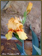 Yellow Iris