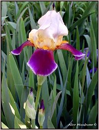 Yellow and Purple Iris