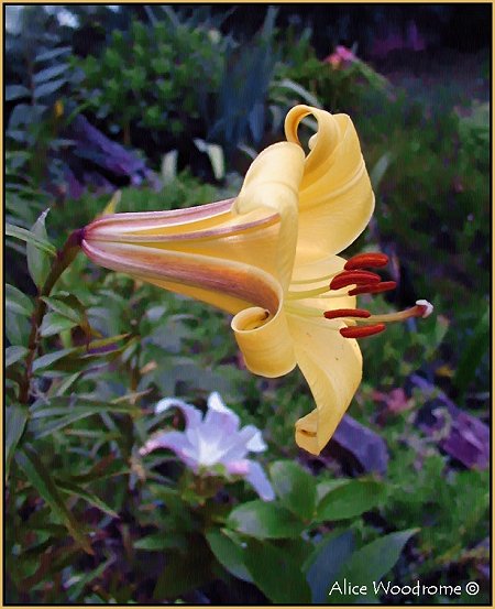 Yellow Trumpet Lilies