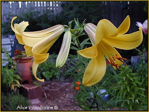 Golden Sceptre Trumpet Lily