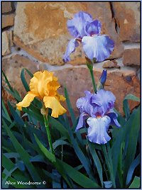 Purple and Yellow Irises