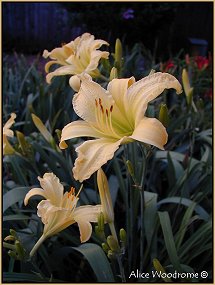 Yellow Daylily