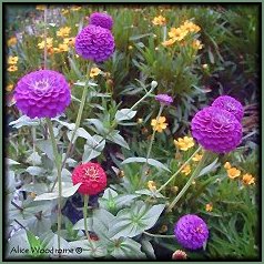 Zinnias