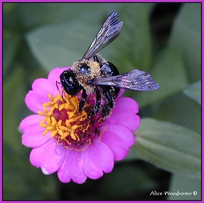 zinnia and bee