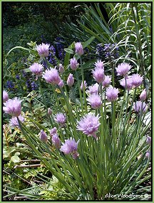 chives