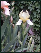 Cream colored iris