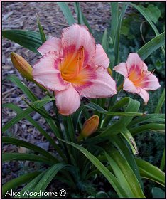 Pink daylily with a dark eye