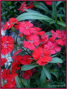 Dianthus