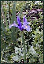 blue dutch iris