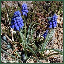 grape hyacinth