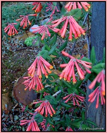 honeysuckle