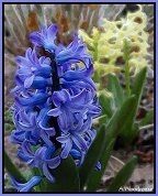 hyacinth