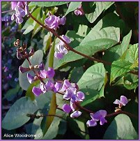 hyacinth vine