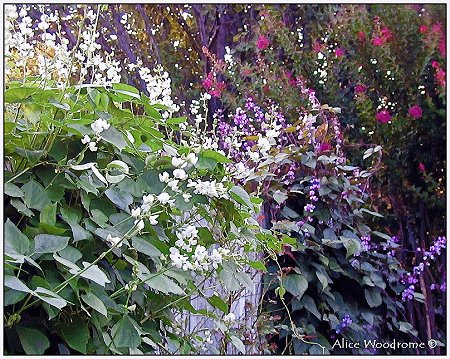 Hyacinth Vine