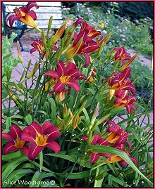 Daylilies