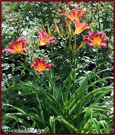 daylilies