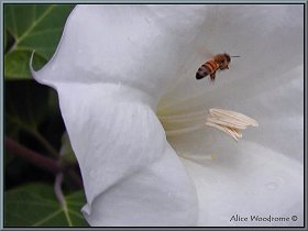 Moon flower