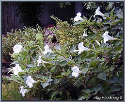 moon flowers